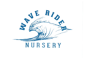 Wave Rider - Pre Roll - Dream Diesel - 14 pk 0.5g - 7g